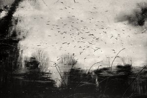 Dark Flock Reflection by Daniela Riegler