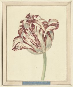 Tulip, named Bisar, Cardinal de Fleuri by Daniël Marot (II)