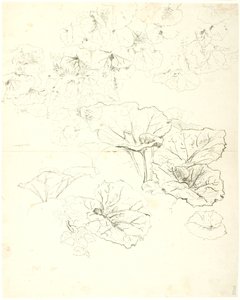 Leaf Studies by Dankvart Dreyer