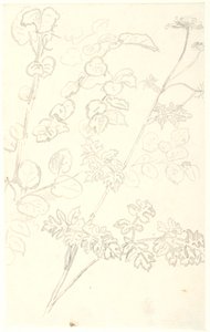 Plant Studies by Dankvart Dreyer