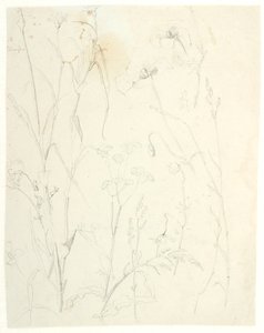 Plant Studies by Dankvart Dreyer