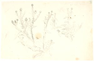 Studies of Thistles by Dankvart Dreyer