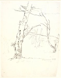 Tree Trunks