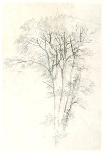 Tree Study
