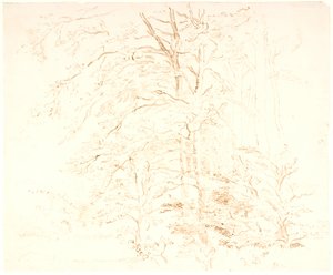 Tree Studies