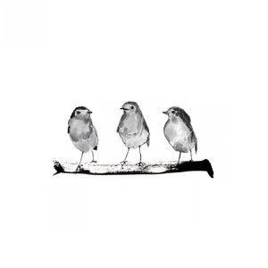 Little Birds On Branch by Danushka Abeygoda