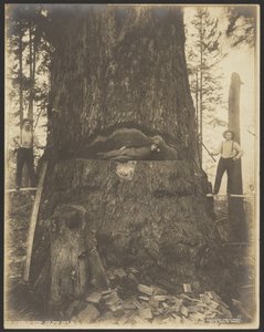 17 Feet Diameter Fir Tree near McMurray, Washington