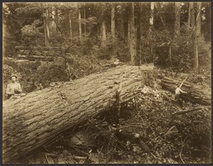 Logging/Timber Scene