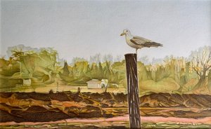 Lone Seagull, 2022