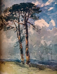 Scotch Firs