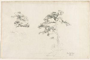 Pine, Lake George, 1871