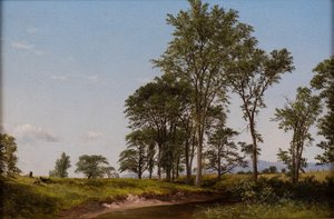 Young Elms by David Johnson