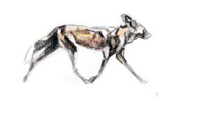 African Wild Dog Running, 2020