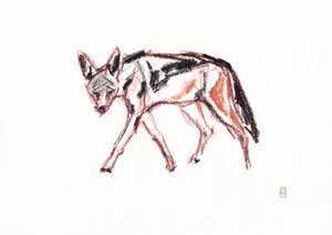 African black backed jackal