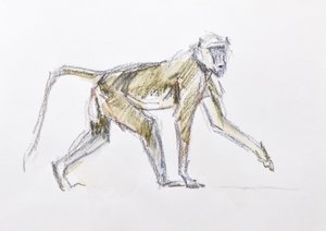Baboon, 2020 by David Mayer