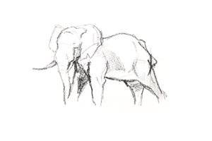 Bull Elephant