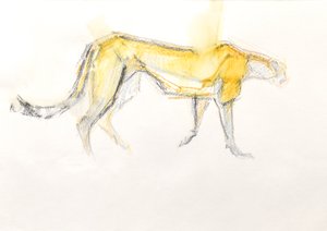 Cheetah