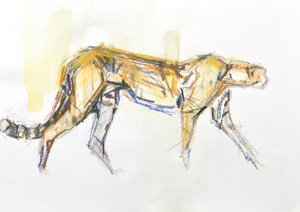 Cheetah, 2020
