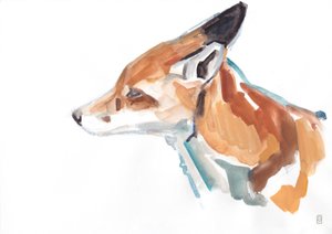 Red fox portrait