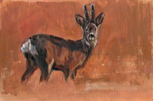 Roe Buck