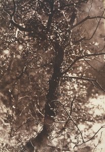The Fairy Tree at Colinton, 1846