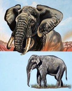 All Sorts of Elephants