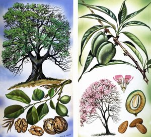 All Sorts of Nuts: Walnuts & Almonds