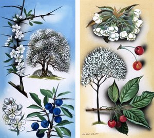 All Sorts of Wild Fruit Trees: Blackthorn & Wild Cherry