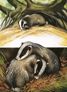 Mr and Mrs Badger at Home