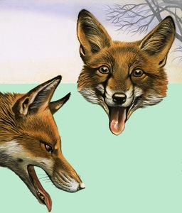 The Fox