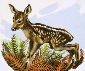 The Roe Deer Foal