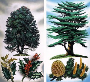 Trees You Can See: Holly Tree & Cedar