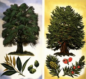Trees You Can See: Holm Oak & Yew