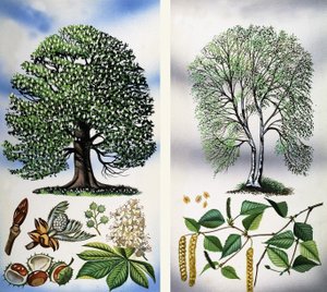 Trees You Can See: Horse Chestnut & Silver Birch