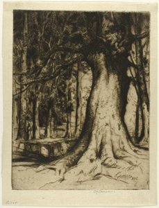 The Sycamore by David Young Cameron