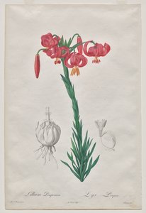Lillium Pomponium (Turban Lily), plate 7 from Les Liliacées by De Gouy