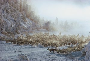 Reindeer, elk, caribou or similar herd of animals in snow covered winter landscape by Dean Conger