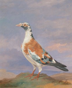 Studies of Carrier Pigeon