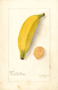 Bananas (Platano Morado) by Deborah Griscom Passmore