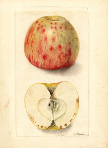 Bitter Pit Apples by Deborah Griscom Passmore