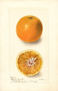 Oranges (Bishops Favorite) by Deborah Griscom Passmore