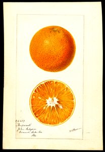 Oranges. Citrus sinensis: Nonpareil