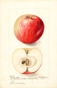 Rimmer Apples by Deborah Griscom Passmore
