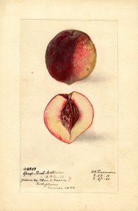 Sport Peach Nectarine by Deborah Griscom Passmore