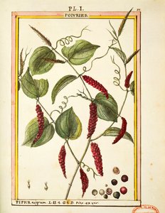 Black pepper corn (Piper nigrum), watercolour by Delahaye