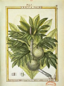 Breadfruit (Artocarpus altilis), watercolour by Delahaye by Delahaye Delahaye