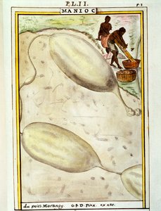 Cassava or manioc (Manihot esculenta), watercolour by Delahaye by Delahaye Delahaye