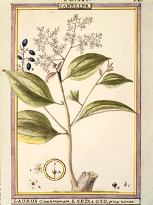 Cinnamon (Laurus cinnamomum), watercolour by Delahaye