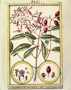 Clove (Caryophyllus Aromaticus)
