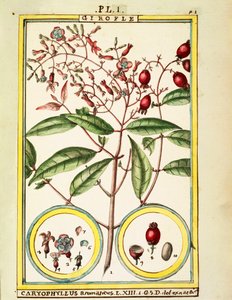 Clove (Caryophyllus Aromaticus), watercolour by Delahaye